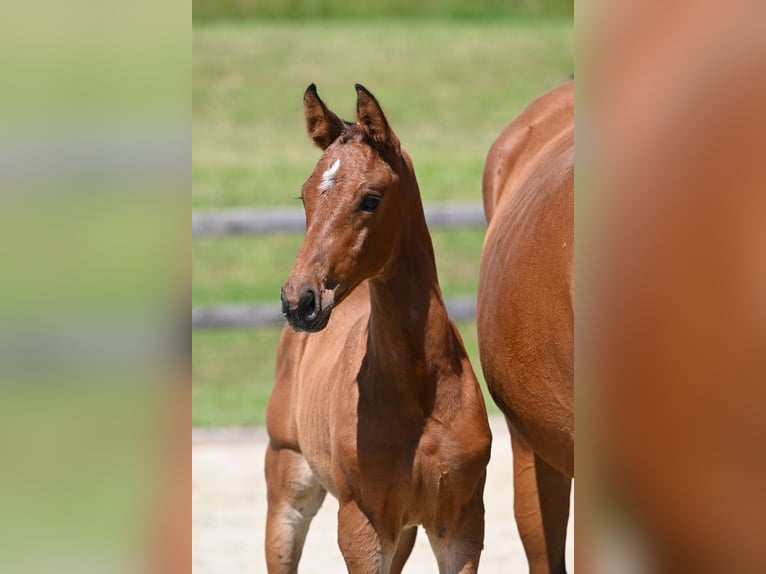 German Sport Horse Mare 4 years 17,1 hh Brown in Wang