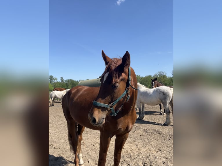 German Sport Horse Mare 4 years 17,1 hh Chestnut in Sch&#xF6;neiche bei Berlin