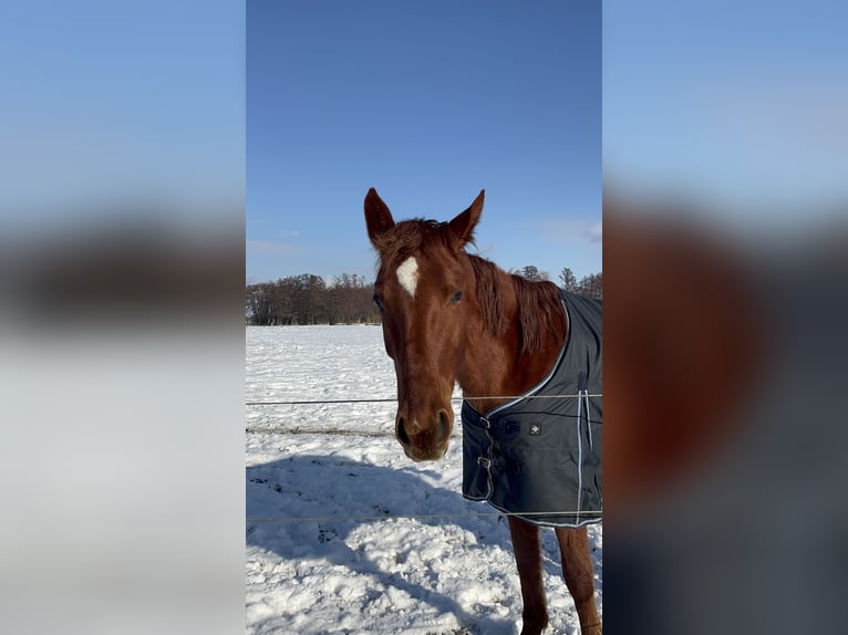 German Sport Horse Mare 4 years 17,1 hh Chestnut in Sch&#xF6;neiche bei Berlin