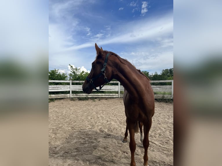 German Sport Horse Mare 4 years 17,1 hh Chestnut in Sch&#xF6;neiche bei Berlin