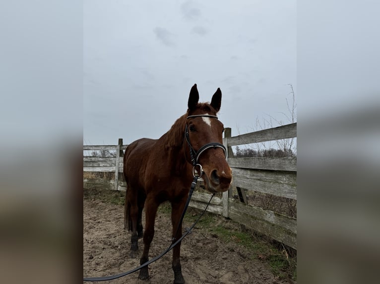 German Sport Horse Mare 4 years 17,1 hh Chestnut in Sch&#xF6;neiche bei Berlin