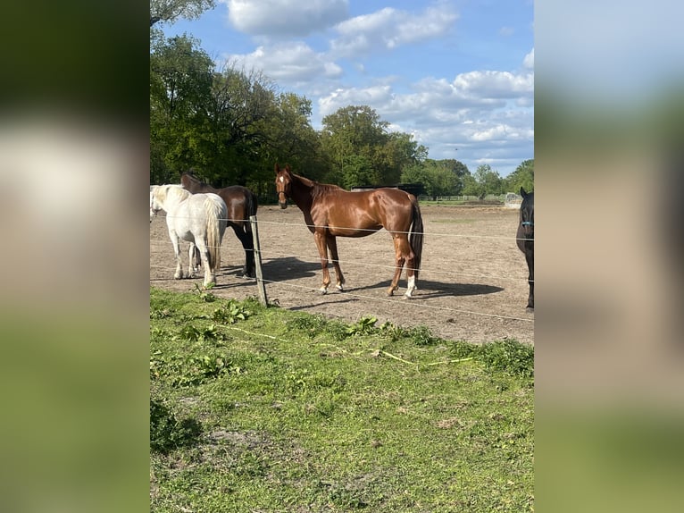 German Sport Horse Mare 4 years 17,1 hh Chestnut in Sch&#xF6;neiche bei Berlin