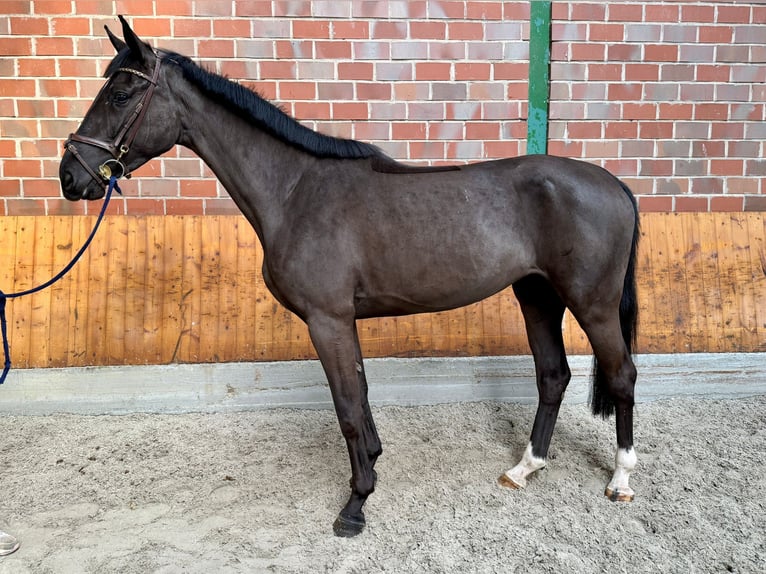 German Sport Horse Mare 4 years Black in Münster