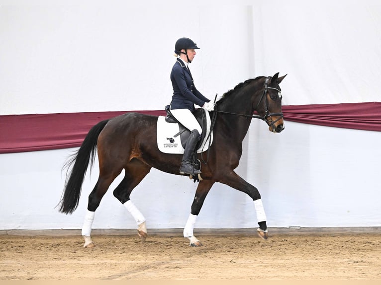 German Sport Horse Mare 4 years Brown in Gomadingen