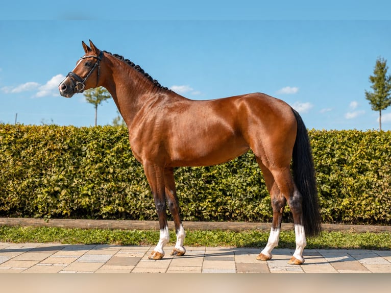 German Sport Horse Mare 4 years Brown in Gomadingen
