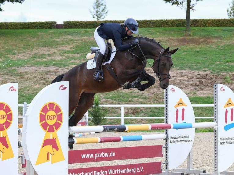 German Sport Horse Mare 4 years Brown in Gomadingen
