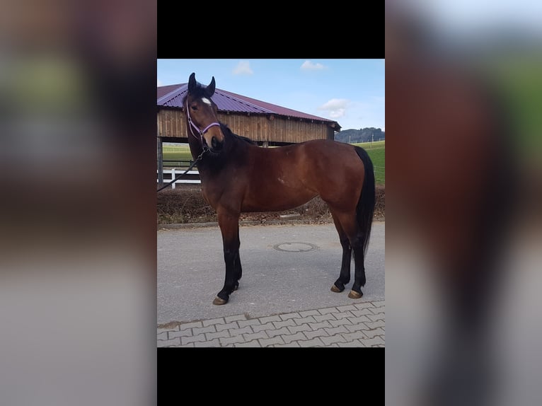 German Sport Horse Mare 4 years Brown in Haldenwang