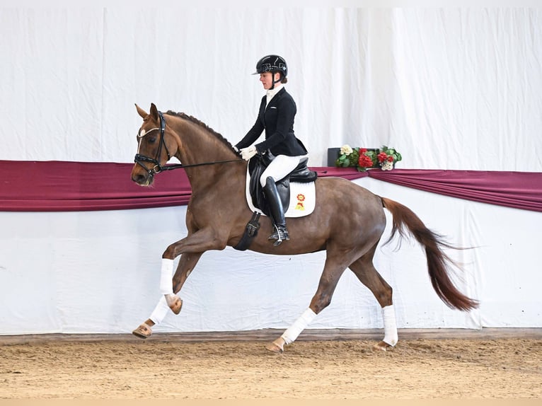German Sport Horse Mare 4 years Chestnut in Gomadingen