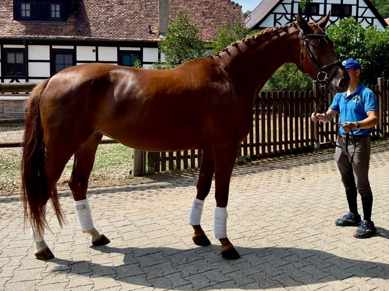 German Sport Horse Mare 4 years Chestnut in Niederstetten