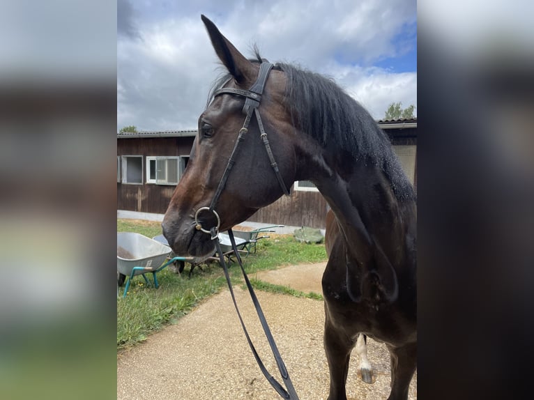 German Sport Horse Mare 4 years in Amberg
