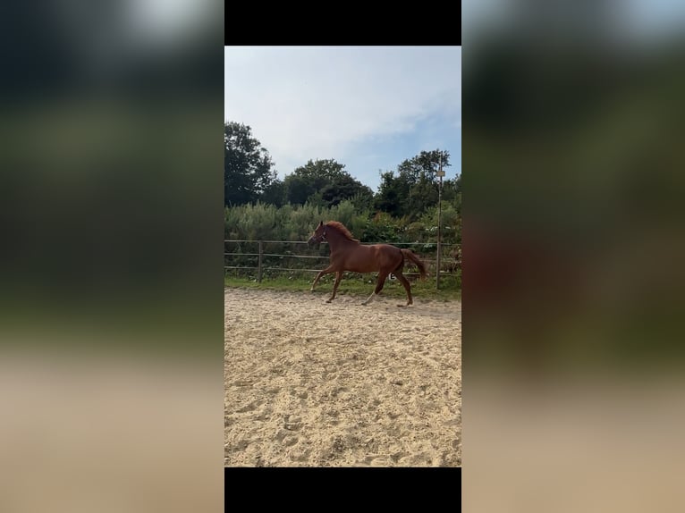 German Sport Horse Mare 5 years 15,1 hh Chestnut-Red in Hünxe