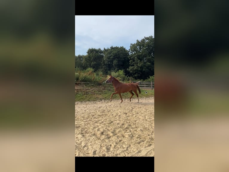 German Sport Horse Mare 5 years 15,1 hh Chestnut-Red in Hünxe