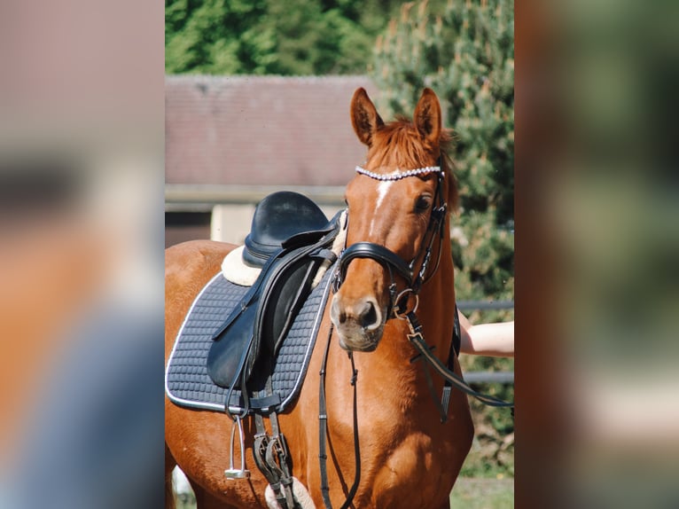 German Sport Horse Mare 5 years 15,1 hh Chestnut-Red in Dahmetal