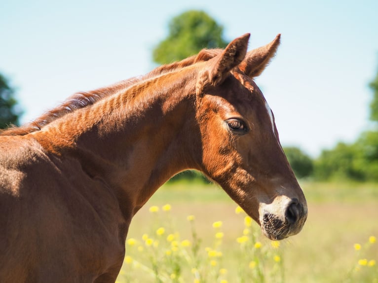 German Sport Horse Mare 5 years 15,1 hh Chestnut-Red in Dahmetal