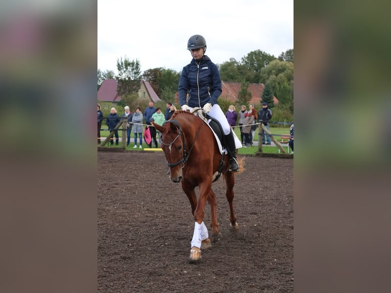 German Sport Horse Mare 5 years 15,1 hh Chestnut-Red in Dahmetal