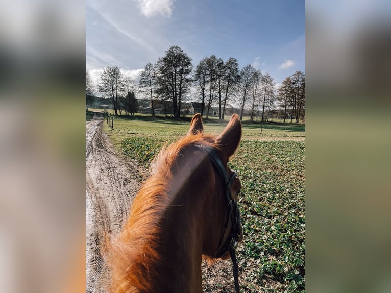 German Sport Horse Mare 5 years 15,1 hh Chestnut-Red in Dahmetal