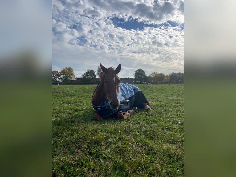 German Sport Horse Mare 5 years 15,1 hh Chestnut-Red in Dahmetal