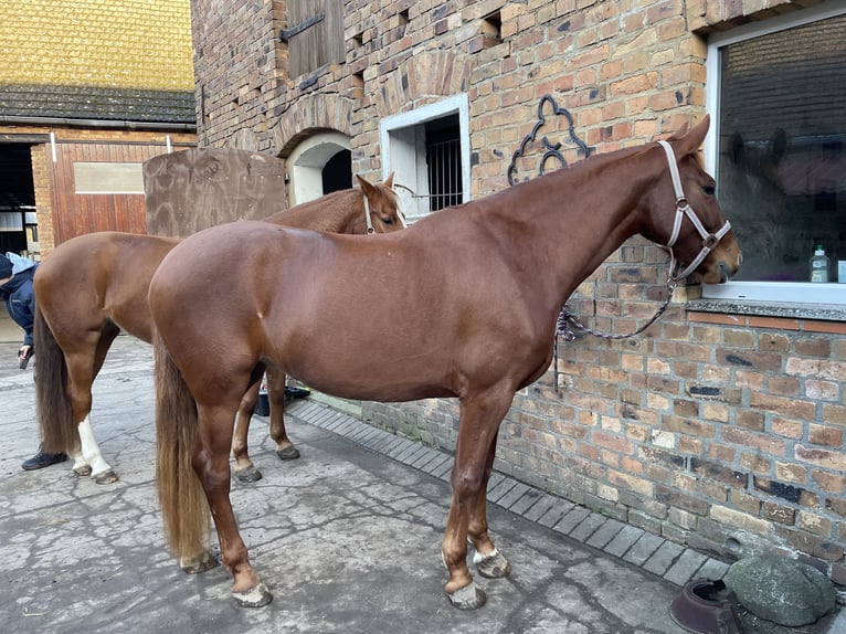 German Sport Horse Mare 5 years 15,1 hh Chestnut-Red in Dahmetal