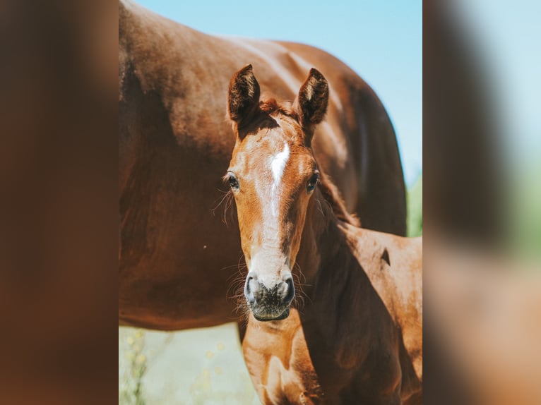 German Sport Horse Mare 5 years 15,1 hh Chestnut-Red in Dahmetal