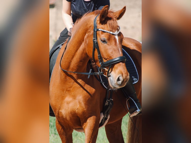 German Sport Horse Mare 5 years 15,1 hh Chestnut-Red in Dahmetal