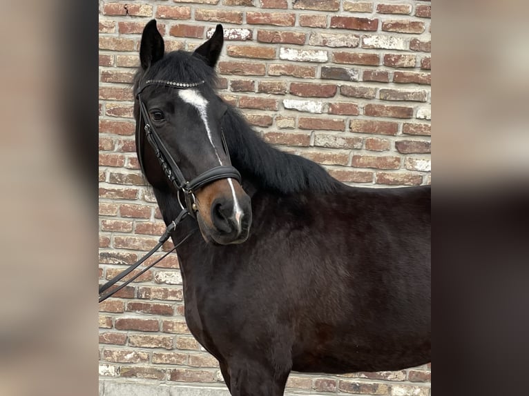 German Sport Horse Mare 5 years 15,2 hh Black in Grevenbroich
