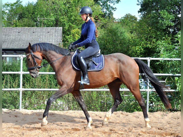 German Sport Horse Mare 5 years 15.2 hh Brown in Eckersdorf