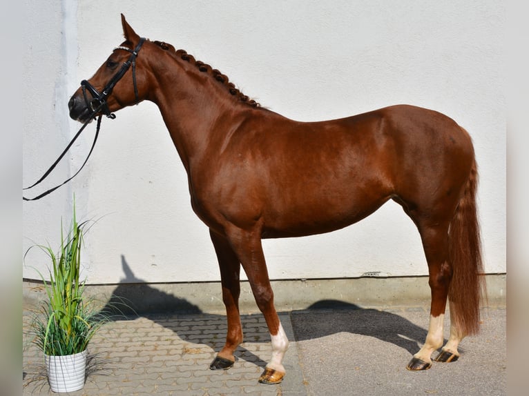 German Sport Horse Mare 5 years 15,2 hh Chestnut-Red in München