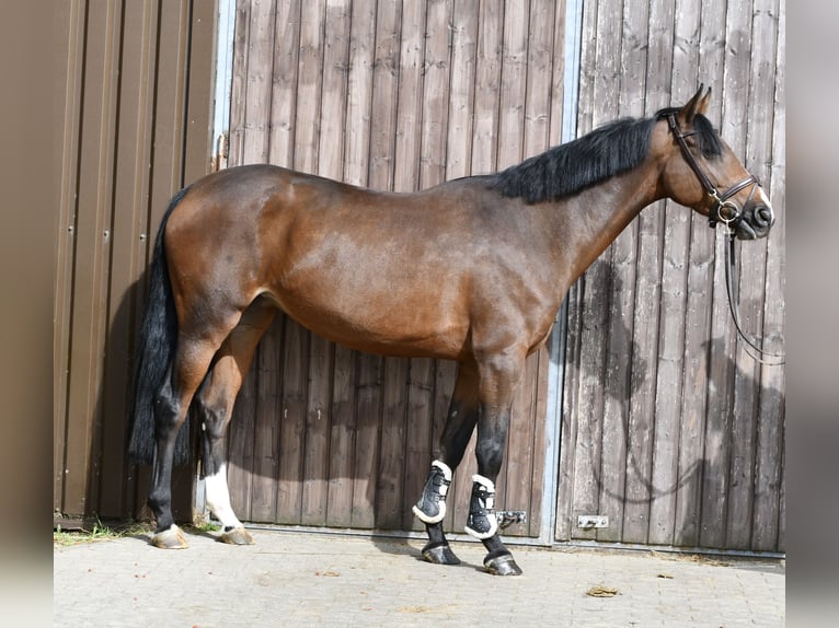 German Sport Horse Mare 5 years 15.3 hh Brown in Geilenkirchen