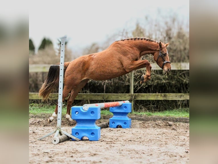 German Sport Horse Mare 5 years 15,3 hh Chestnut-Red in Bartow