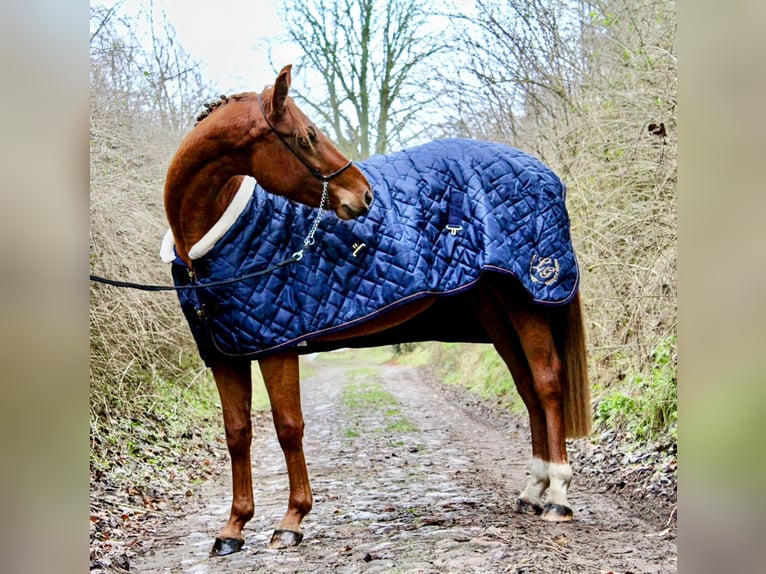 German Sport Horse Mare 5 years 15,3 hh Chestnut-Red in Bartow