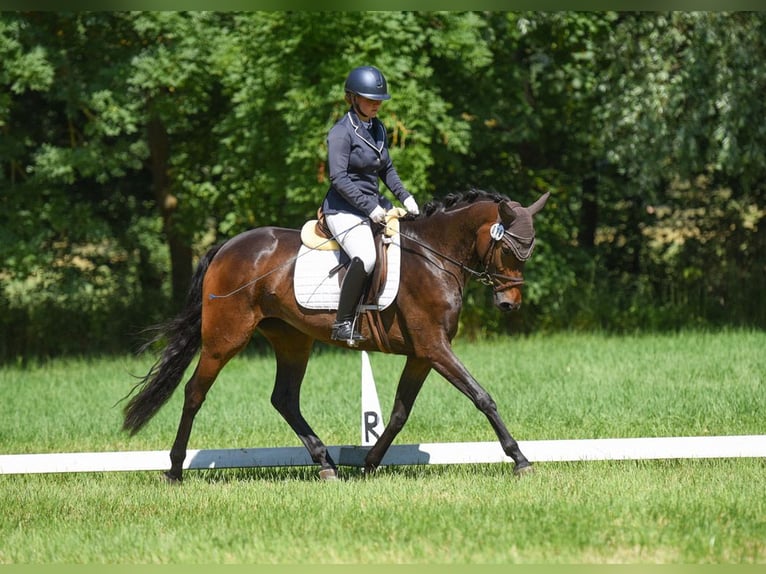 German Sport Horse Mare 5 years 15,3 hh Smoky-Black in Unterwellenborn
