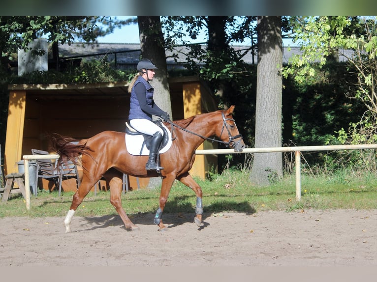 German Sport Horse Mare 5 years 15 hh Chestnut-Red in Langlingen