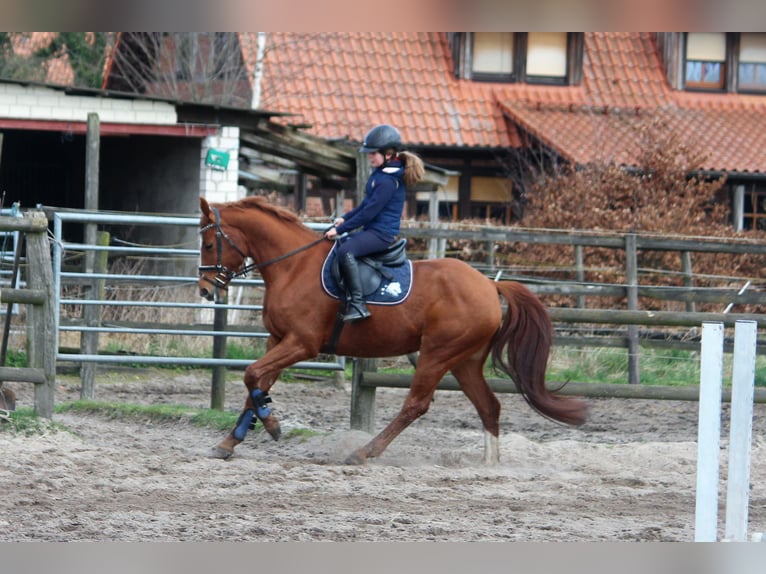 German Sport Horse Mare 5 years 15 hh Chestnut-Red in Langlingen