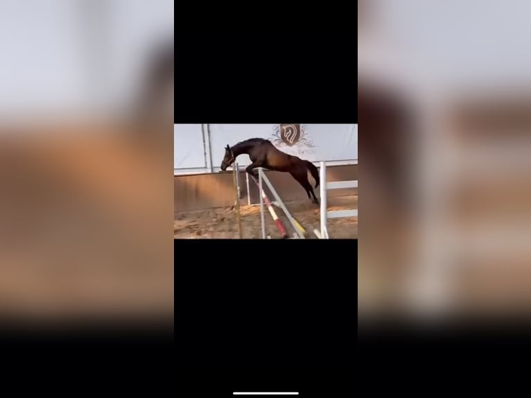 German Sport Horse Mix Mare 5 years 15,1 hh Bay in Strachocin