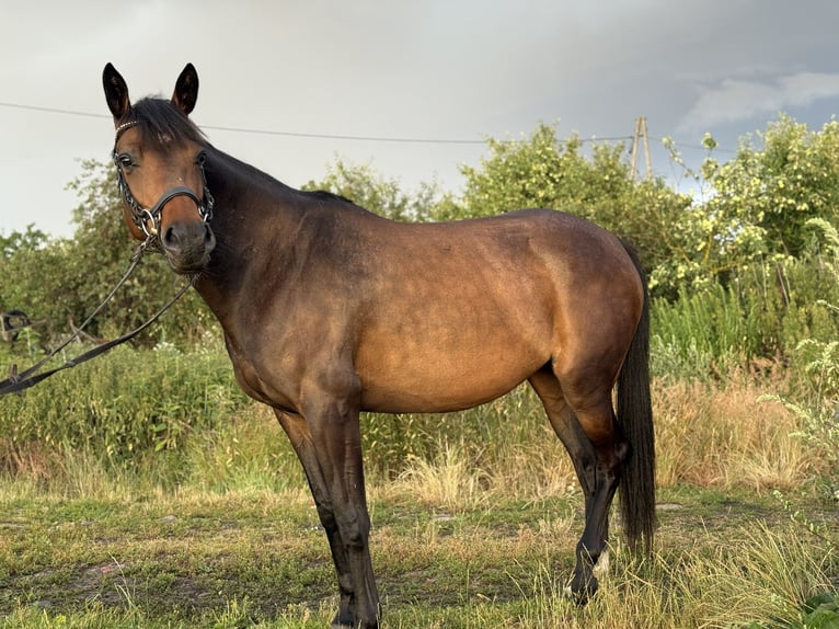 German Sport Horse Mix Mare 5 years 15,1 hh Bay in Strachocin