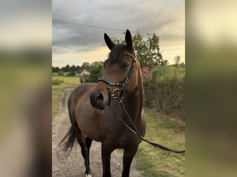 German Sport Horse Mix Mare 5 years 15,1 hh Bay in Strachocin