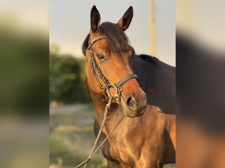 German Sport Horse Mix Mare 5 years 15,1 hh Bay in Strachocin