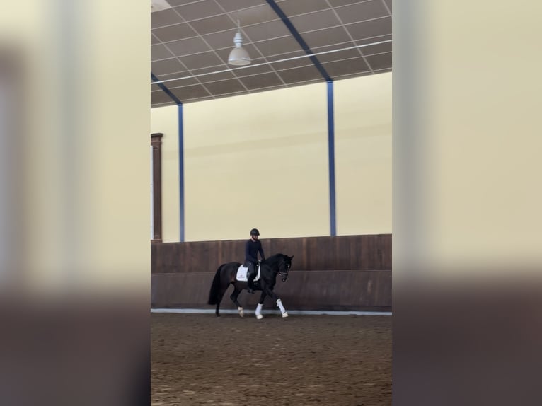 German Sport Horse Mare 5 years 15,2 hh Bay-Dark in AlpenAlpen