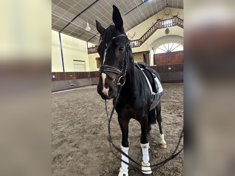 German Sport Horse Mare 5 years 15,2 hh Bay-Dark in AlpenAlpen