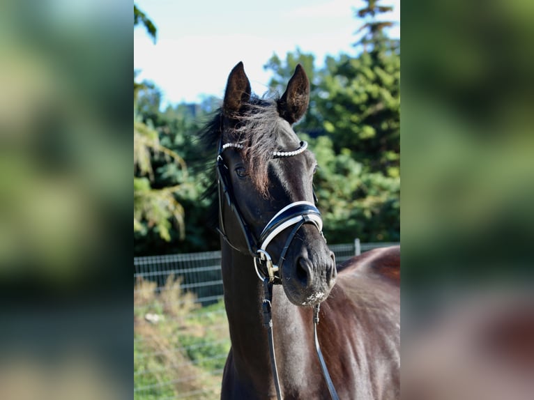 German Sport Horse Mare 5 years 15,2 hh Black in Bad Lauchst&#xE4;dt