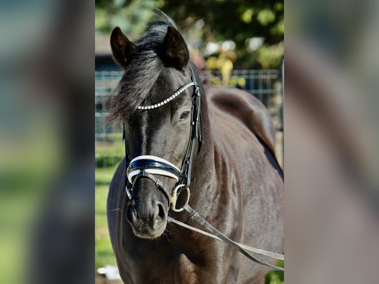 German Sport Horse Mare 5 years 15,2 hh Black in Bad Lauchst&#xE4;dt