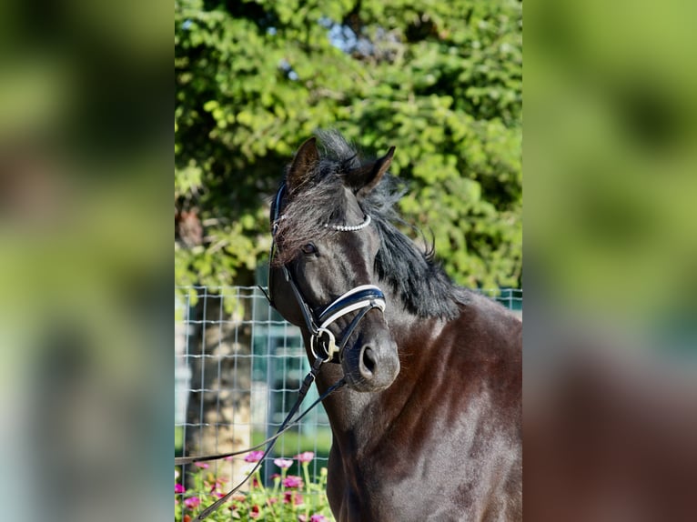 German Sport Horse Mare 5 years 15,2 hh Black in Bad Lauchst&#xE4;dt