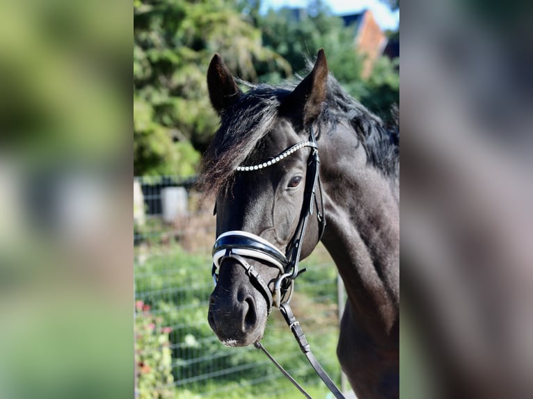 German Sport Horse Mare 5 years 15,2 hh Black in Bad Lauchst&#xE4;dt