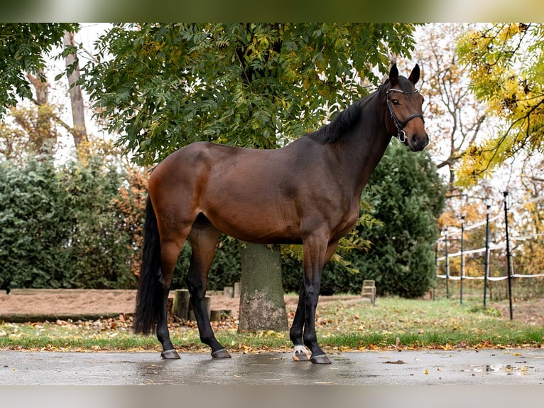 German Sport Horse Mare 5 years 15,2 hh Brown in Ballenstedt