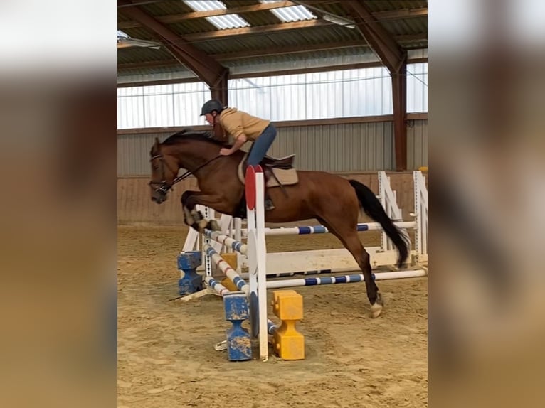 German Sport Horse Mare 5 years 15,2 hh Brown in Kellinghusen
