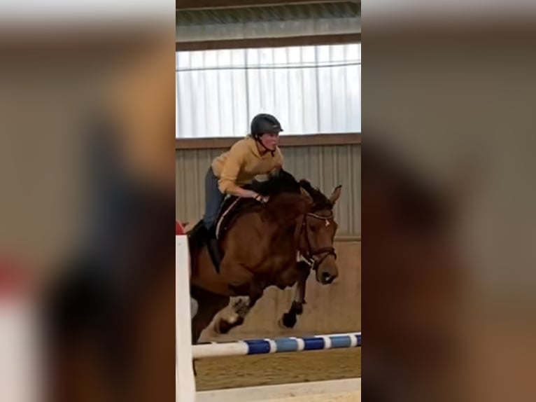 German Sport Horse Mare 5 years 15,2 hh Brown in Kellinghusen