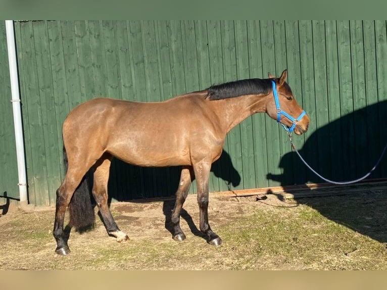 German Sport Horse Mare 5 years 15,2 hh Brown in Kellinghusen