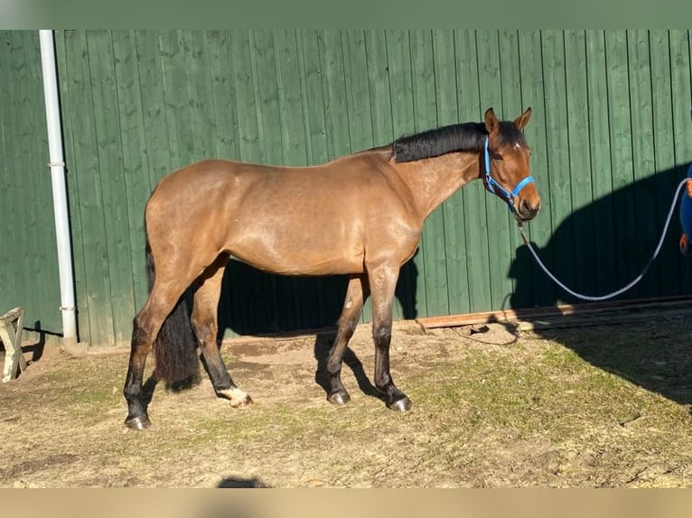 German Sport Horse Mare 5 years 15,2 hh Brown in Kellinghusen