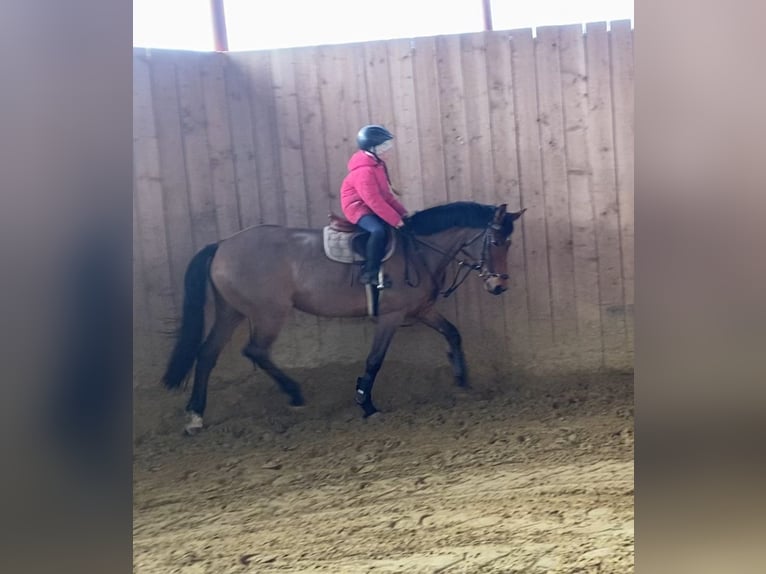 German Sport Horse Mare 5 years 15,2 hh Brown in Kellinghusen
