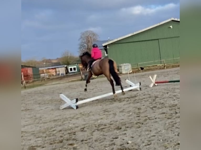 German Sport Horse Mare 5 years 15,2 hh Brown in Kellinghusen